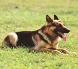 Adestramento de cães em Ipatinga